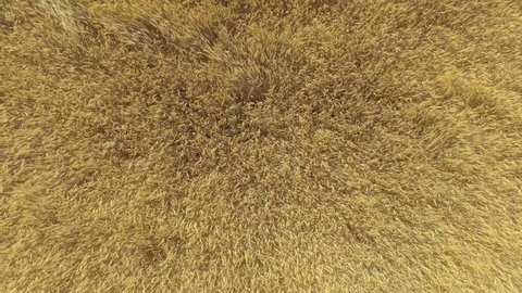 Top down view of golden wheat gently swaying in breeze