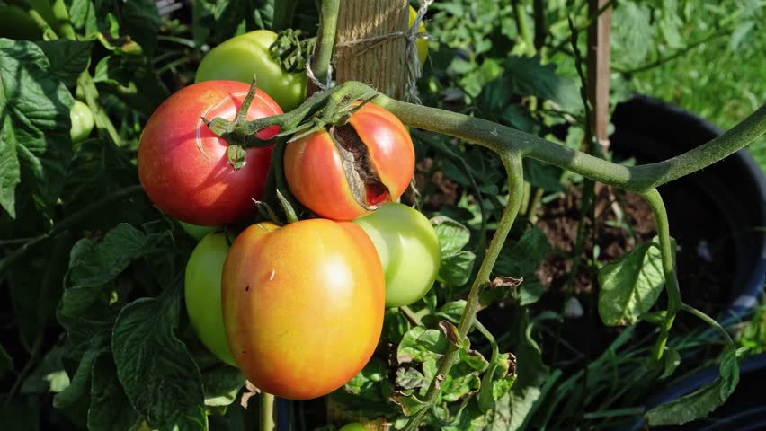 Cracked tomatoes. Poor harvest. Vegetables affected by pests. Disease spots. Sick plant. Drought, crop overflow. Ecological problem and hunger concept. Close-up. High quality 4K.