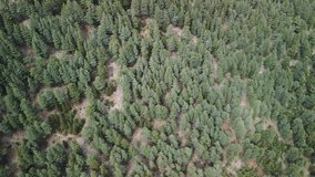 Bird's eye video captures green, forest with towering trees. Aerial footage of green, forest dancing in wind. Overhead view showcases green, forest as natural masterpiece