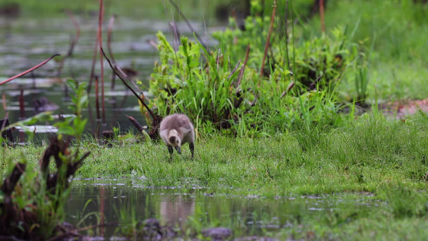 A baby gosling nibbling on grass by a marsh. Nature, greenery, wildlife. Marshlands and ponds in the spring.