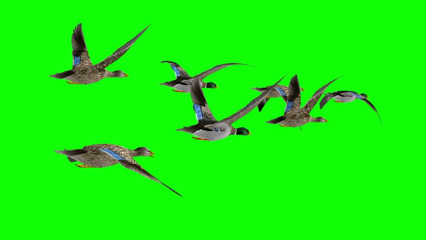 Wedge Flock of 7 Wild Duck Birds -  - Flying Loop - Back Angle View - 3D animation isolated on chroma key background with green screen