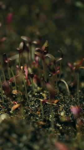 Growing seeds rising from soil vertical time lapse video.