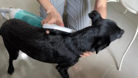 Funny video of the black dog being vacuumed. A woman takes care of her dog. Eco-friendly pet hair removal. Minimalist pet care and cleaning.