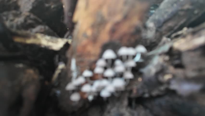 4k video footage with backwards movement of forest fungi colony growing on dead tree trunks. Group of white wood mushrooms live on rotten wood in the forest. Concept for biology and biodiversity.