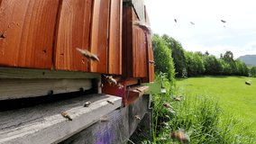 Swarm of honey bees (Apis mellifera) carrying pollen and flying to the landing board of hive in an apiary in SLOW MOTION HD VIDEO. Organic BIO farming, animal rights, back to nature concept. Fisheye.