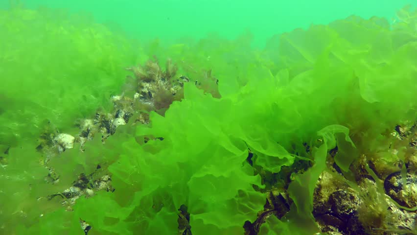 Vast thickets of Sea lettuce (Ulva lactuca) on the seabed. Royalty-Free Stock Footage #3496121831