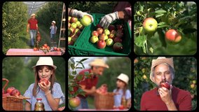 Apple Picking and Processing - Conceptual Multi-Screen Video. Family Picking Apples. Apple Washing, Grading, Sorting and Packing Line. Fruit Packing House Interior. Healthy Food Concept.