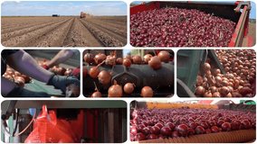 Onion and Carrot Production and Postharvest Handling - Dynamic Split Screen Video. Onion and Carrot Processing in Packing House Prior Cold Storage or Distribution To Market.