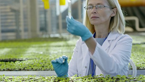 Tilt up of mature female agronomist in glasses wearing lab coat and gloves taking soil sample and putting it into test tube while inspecting seedlings in greenhouse