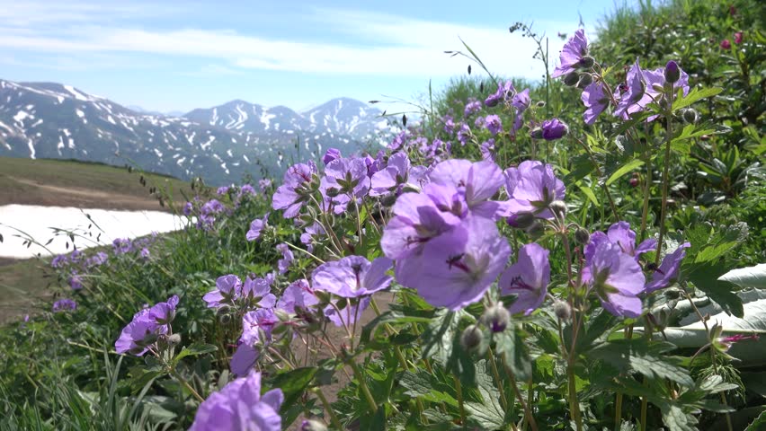 A curtain of meadow crane (Geranium pratense) against the backdrop of a volcanic upheaval and an alpine meadow. Kamchatka