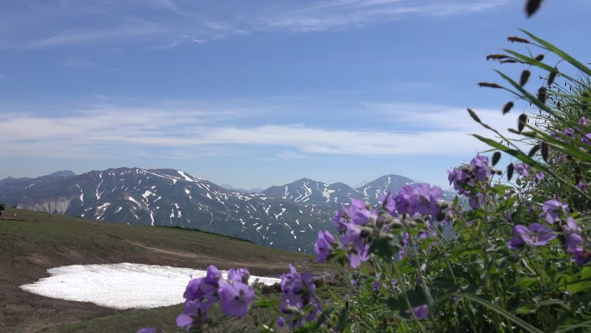 A curtain of meadow crane (Geranium pratense) against the backdrop of a volcanic upheaval and an alpine meadow. Kamchatka