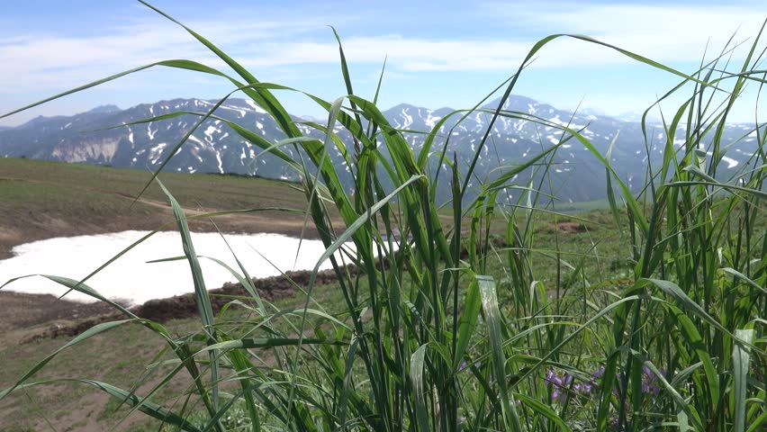 Meadow crane against the backdrop of permanent snow patch (pereletok), volcanic upheaval and an alpine gramineous plant (forb meadow). Kamchatka
