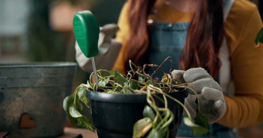 Plant, girl and hands for care in home, growing and sustainable eco friendly with soil moisture meter. Wilted, leaves and organic nature, horticulture and dry roots or gloves for botany confusion
