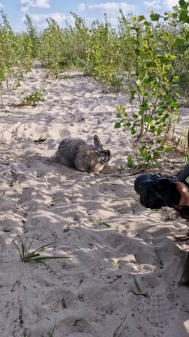 Tourist with a camera taking multiple photos of wildlife. Rabbit on a sunny summer day.