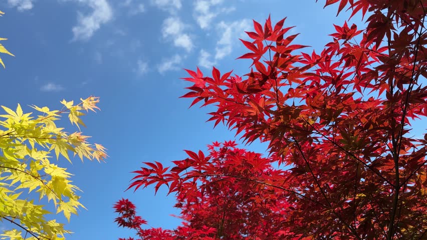 Maple leaves red yellow on blue sky.
