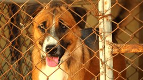 Lonely dog in cage, in door  Chiangmai Thailand. - Powered by Shutterstock - Get 15% off with code: PIKWIZARD15