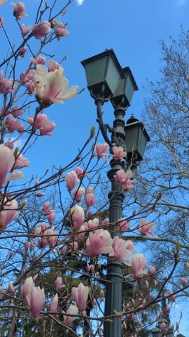A magnolia in bloom against the background of an antique lantern. High quality FullHD footage