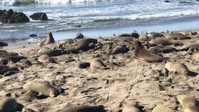 4K HD Video of many Elephant Seals, adults and pups on a beach in California. Elephant seals take their name from the large proboscis of the adult male (bull), which resembles an elephant's trunk.