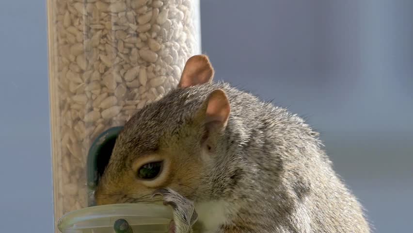 Grey Squirrel (Sciurus carolinensis) eating sunflower seeds from a garden bird feeder and turning to look at the camera. April, Kent, UK. [Half speed]	