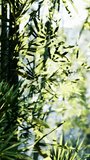A Majestic Bamboo Tree with Abundant Verdant Leaves Dancing in the Wind