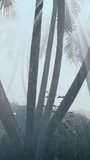 A Serene Morning Blanketed in Misty Fog with Majestic Palm Trees in Australia