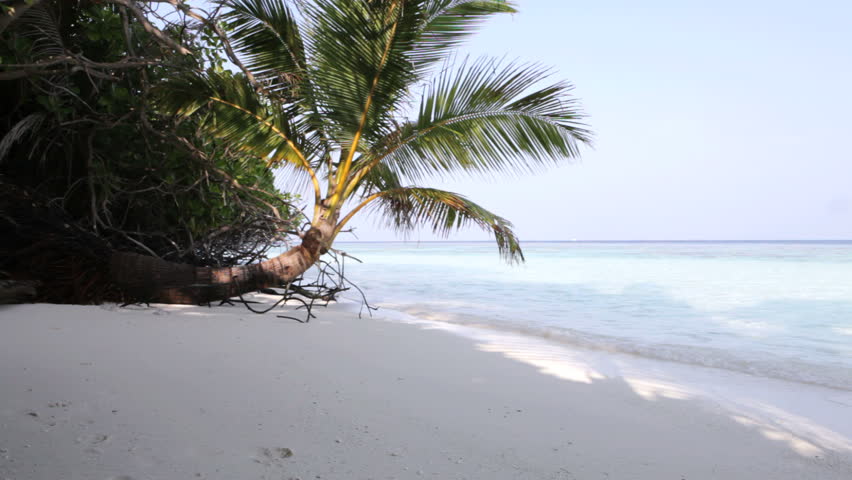 Maldives - tropical beach with palm, HD