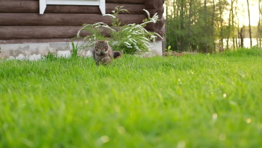 Graceful Gray Tabby Cat walking on green grass meadow. Funny little cat outdoors. Beautiful grey feline is in a lawn outside. Kitten walks looking to camera. Backyard, summer day. Animal in the nature