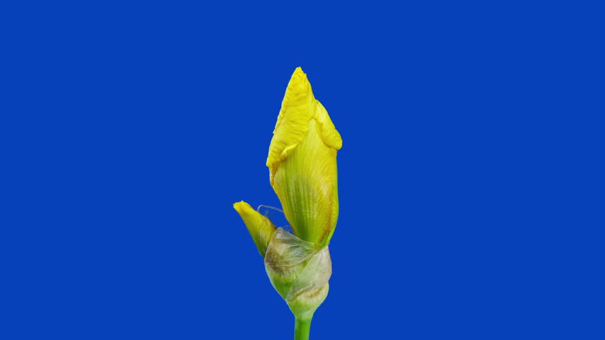 Yellow Iris Flowers Opening Buds in Time Lapse on a Blue Background. Tender Flowers Wilt After Blooming in Timelapse Royalty-Free Stock Footage #3496468073
