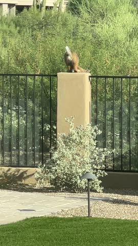 Bobcats jumping over a fence in Tucson Arizona