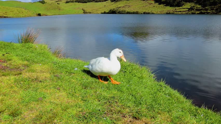 Cute white duck walking along the lake side