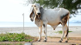 White cow standing on beach
