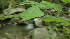 This clip shows green leaves swaying is a slight breeze along a creek, in Tennessee, in the spring. Camera is locked, initially focused on the leaves, but focus shifts halfway through to closer to the