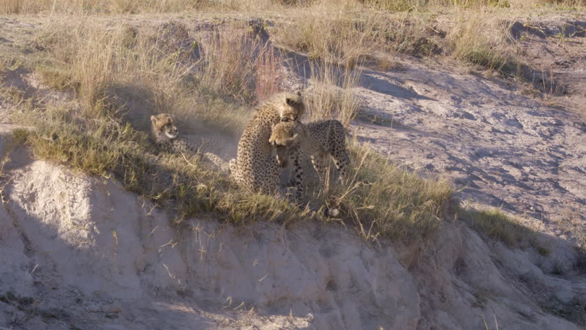 2 Cheetahs Play Around as One Watches on Dusty hillside