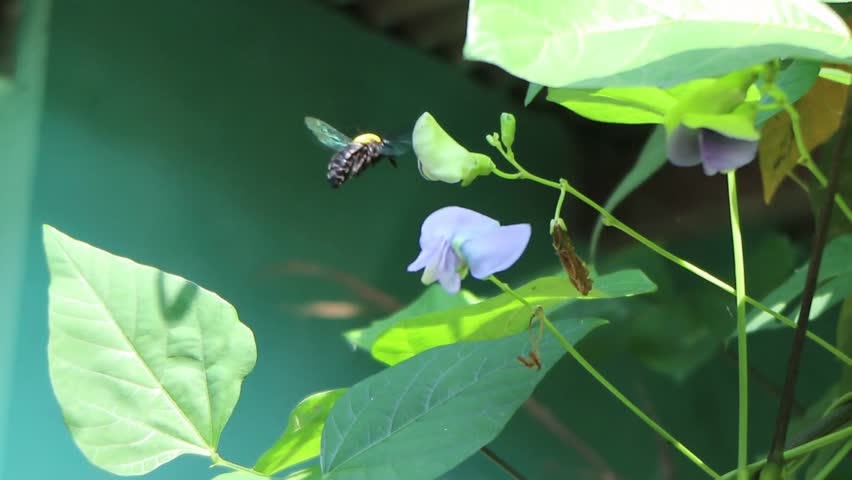 Black wasps suck nectar from purple flowers