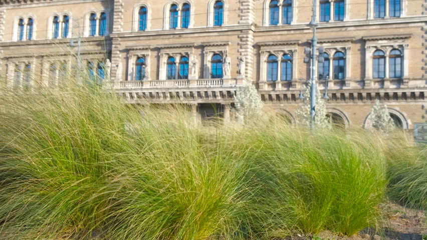 Modern landscaping of the city. Beautiful green shaggy grass on the streets of the city.