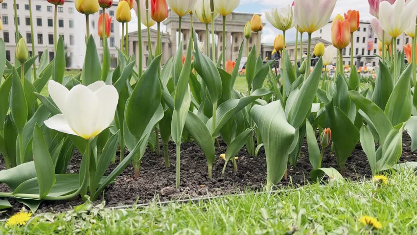Wonderful panoramic view over colorful tulips in green grass past a fountain on the Berlin Brandenburg Gate. Spring time in Germany - paris square in Berlin city
