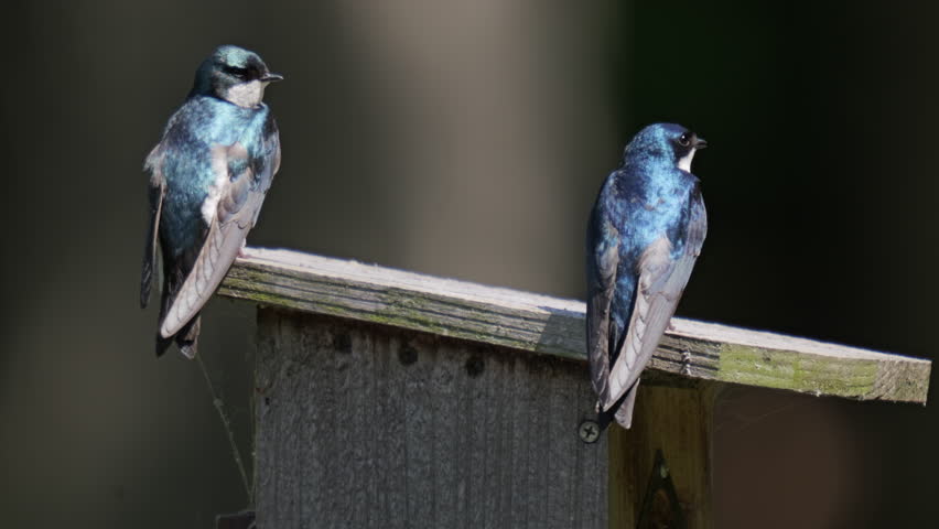 Two Tree Swallows resting on a birdhouse protecting the nest inside. 