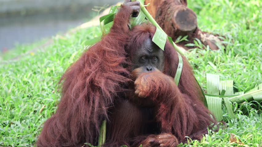 Sumatran Orang Utan relaxing on grass background. The Sumatran orangutan is one of three species of orangutans. Critically endangered, and found only in the north of the Indonesian island of Sumatra. Royalty-Free Stock Footage #3496654049