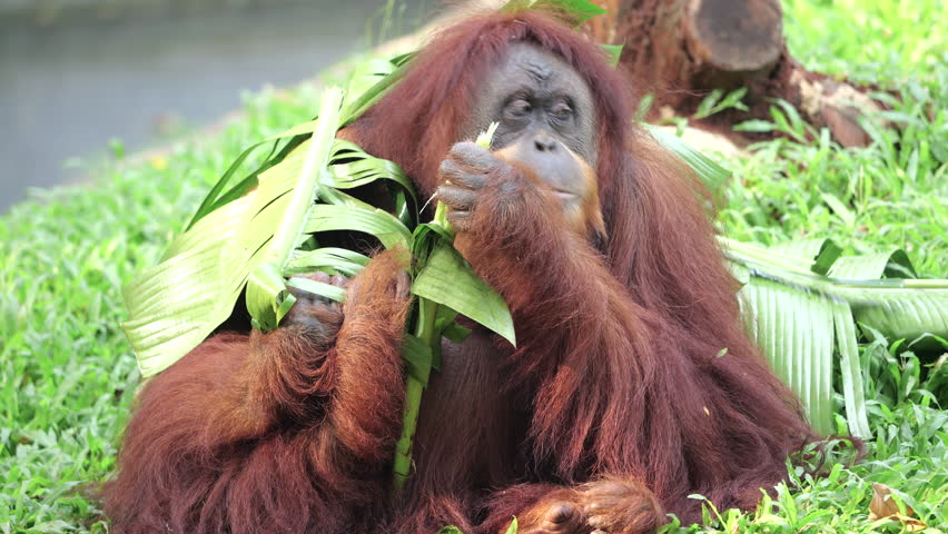Sumatran Orang Utan relaxing on grass background. The Sumatran orangutan is one of three species of orangutans. Critically endangered, and found only in the north of the Indonesian island of Sumatra. Royalty-Free Stock Footage #3496656315
