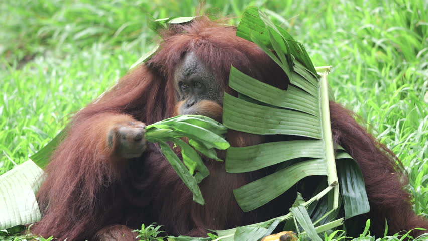 Sumatran Orang Utan relaxing on grass background. The Sumatran orangutan is one of three species of orangutans. Critically endangered, and found only in the north of the Indonesian island of Sumatra. Royalty-Free Stock Footage #3496657593