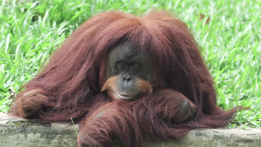Sumatran Orang Utan relaxing on grass background. The Sumatran orangutan is one of three species of orangutans. Critically endangered, and found only in the north of the Indonesian island of Sumatra. Royalty-Free Stock Footage #3496662553