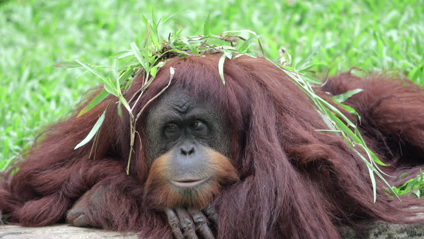 Sumatran Orang Utan relaxing on grass background. The Sumatran orangutan is one of three species of orangutans. Critically endangered, and found only in the north of the Indonesian island of Sumatra. Royalty-Free Stock Footage #3496670121