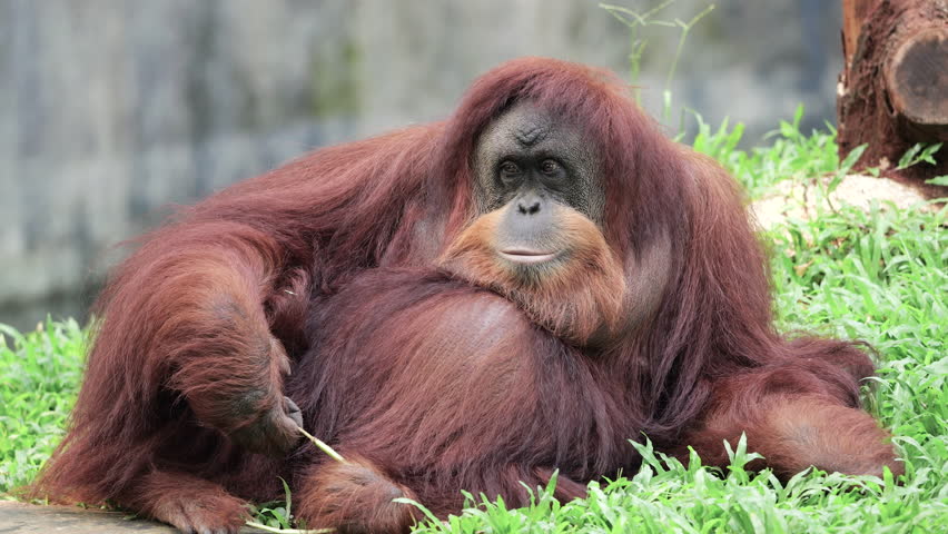 Sumatran Orang Utan relaxing on grass background. The Sumatran orangutan is one of three species of orangutans. Critically endangered, and found only in the north of the Indonesian island of Sumatra. Royalty-Free Stock Footage #3496670233