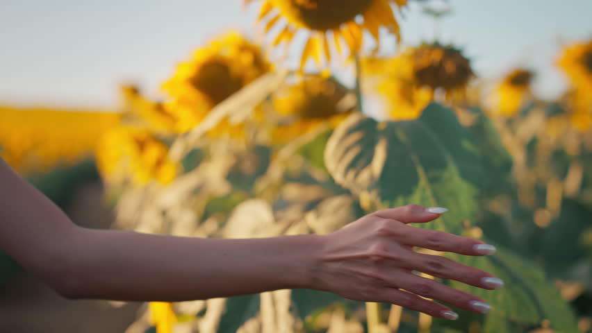 Woman walks past a blooming sunflower and touches the petals with her hand. Sunflower flower in the rays at sunset.