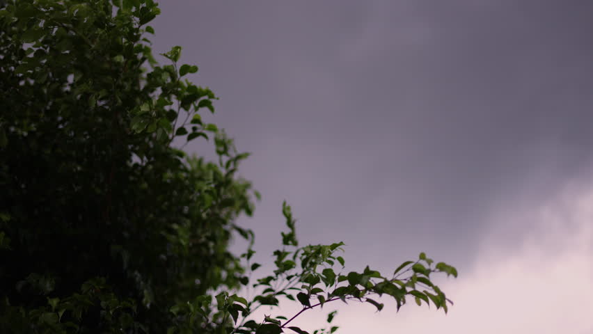 Close Up of Sunlight Tree Blowing in Front of Gray Storm Clouds. The bad weather before storm. Storm is coming.