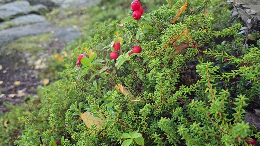 The wild rapids of the Gamajåhkå river in the stone riverbed in the Swedish town of Kvikkjokk on a cold August morning in early autumn, halfway through the Kungsleden long-distance hiking trail