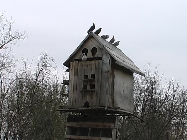 Doves house