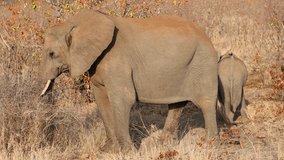 An African elephant (Loxodonta africana) cow with calf in natural habitat, Kruger National Park, South Africa
