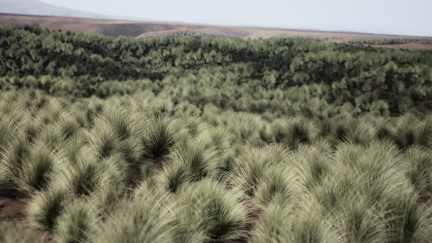 Very remote spinifex grass covered spot in the Great Victoria Desert in central Australia