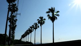 Coastal road with palm trees in the summer morning sun. Near Nishiura Beach in Gamagori City, there is a coastal road with palm trees growing along the road.
